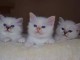  Magnifique Chatons Sacré de Birmanie