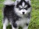 donne contre bon soin mes chiots de race pomskies