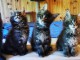 4 chaton main coon a donner