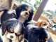 Adorables  chiots Cavaliers King Charles disponible pour adoption