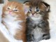 Magnifiques chatons Maine coon à donner pour adoption ils ont  be