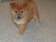 Chiots shiba inu pour bonne famille