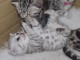 Magnifique chatons British Shorthair disponible pour adoption