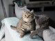 Magnifique chatons British Shorthair disponible pour adoption