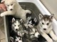 Manififque chiots husky seberien a donner 