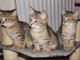 Deux Chatons Ashera pour adoption