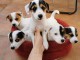 donne contre bon soin mes chiots de race jack russell