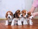 Adorables chiots beagles