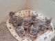 Magnifique chiots de bouledogue français pour Adoption 