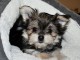 Magnifique chiots Morkie disponible pour adoption