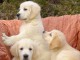 Chiots Golden retriever