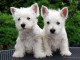 Deux chiots bichon maltais mâle et femelle a donner