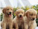 SUPERBE CHIOTS GOLDEN RETRIEVER