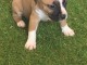 Chiot staffordshire terriers trois mois