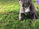 Chiots bouledogue français