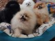 Magnifiques chiots spitz nains pomeranien