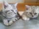 2 superbes bébés British Shorthair