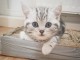 Deux chatons British shorthair