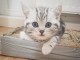 Jolis chatons tigrés en adoption