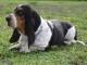 Chiots Basset trois mois