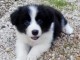 Chiots border collie trois mois