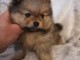 Chiots Spitz allemand a donner