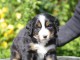 Adorable chiot bouvier bernois a donner