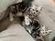 Deux chatons British shorthair tigrés