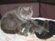 Superbes Chatons Chartreux Pure Race Pedigree