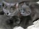 Superbes Chatons Chartreux Pure Race Pedigree