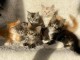 Superbes Chatons Maine Coon Pure Race Pedigree