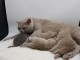 Superbes Chatons British Shorthair Pure Race