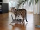 Adorables Chatons Bengal Pure Race