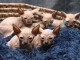 Superbes Chatons Sphynx Pure Race Pedigree