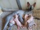 Superbes Chatons Sphynx Pure Race Pedigree