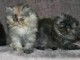 Sublimes Chatons Persans Pure Race