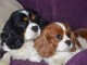 Adorables Chiots Cavaliers King Charles Pure Race