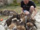 Magnifiques Chiots Akita Inu Pure Race