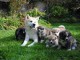 Magnifiques Chiots Akita Inu Pure Race 