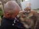 Magnifiques Chiots Akita Inu Pure Race 