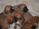 Magnifiques Chiots Boxer Pure Race