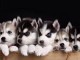 Magnifiques Chiots Husky Siberien Pure Race