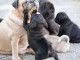 Magnifiques Chiots Carlin Pure Race