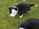 Magnifiques Chiots Border Collie Pure Race