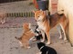 Sublimes Chiots Shiba Inu Pure Race