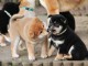 Adorables Chiots Shiba Inu Pure Race