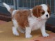 Donne chiot type  Cavalier King Charles Spaniel