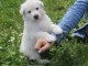 Donne chiot type Berger Blanc Suisse