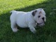 Donne chiot type Bulldog Anglais