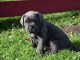 Donne chiot type Cane corso